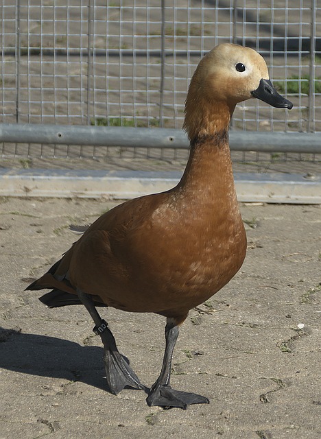 不惜招募世
