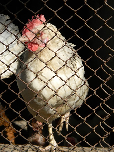 忠实拥趸 忠实拥趸