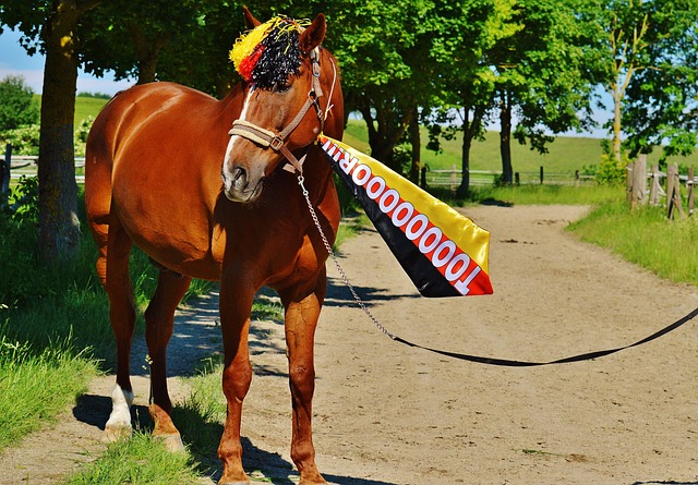 职业生涯的 职业生涯的